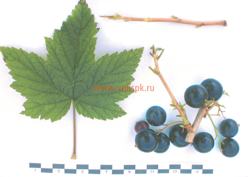 Смородина чёрная Ядрёная