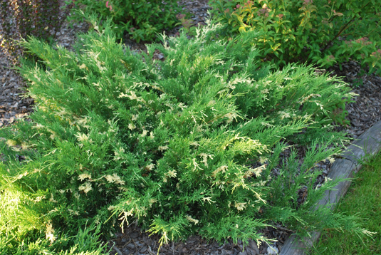 Можжевельник горизонтальный Variegata