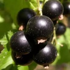 Смородина черная Ядреная (Ribes nigrum)
