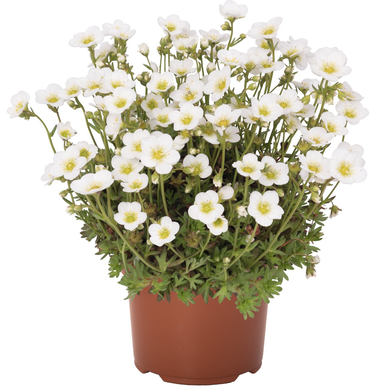 Камнеломка Scenic White