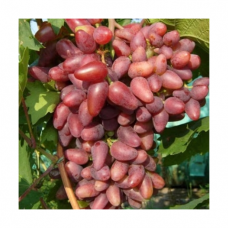 Виноград культурный Дубовский розовый (Vitis vinifera  )