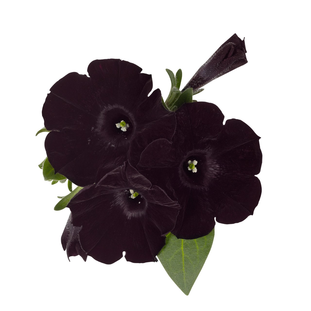 Петуния Sweetunia Black Cowboy