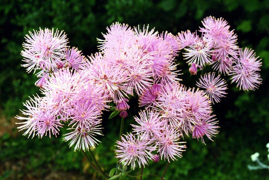 Василистник гибридный Splendide