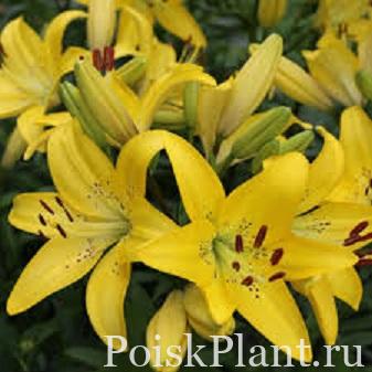 Лилия ЛА-гибрид Yellow Diamond
