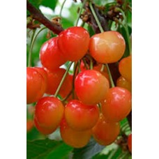 Черешня обыкновенная Медуница (Prunus avium )