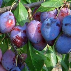 Слива Дашенька 3х летнее ЗКС