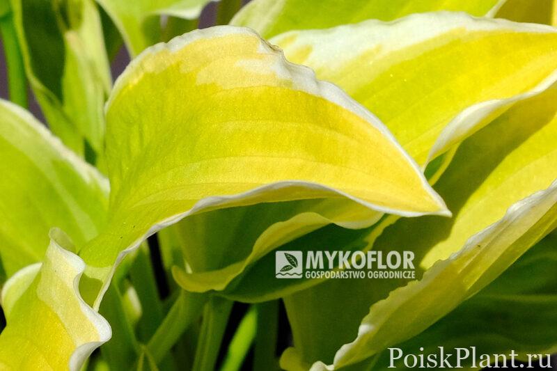 Хоста гибридная Citron