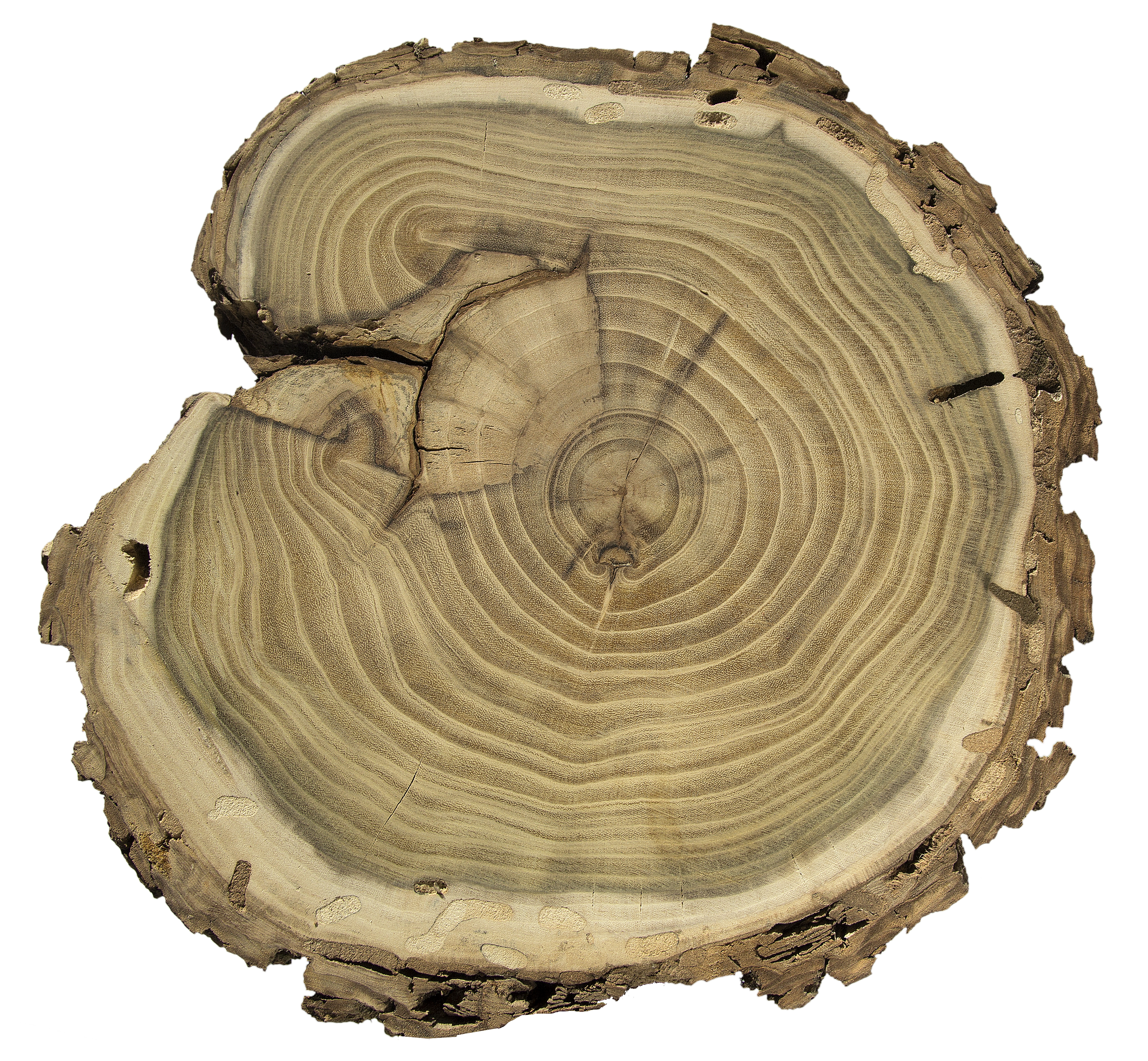 Робиния лжеакация Umbraculifera