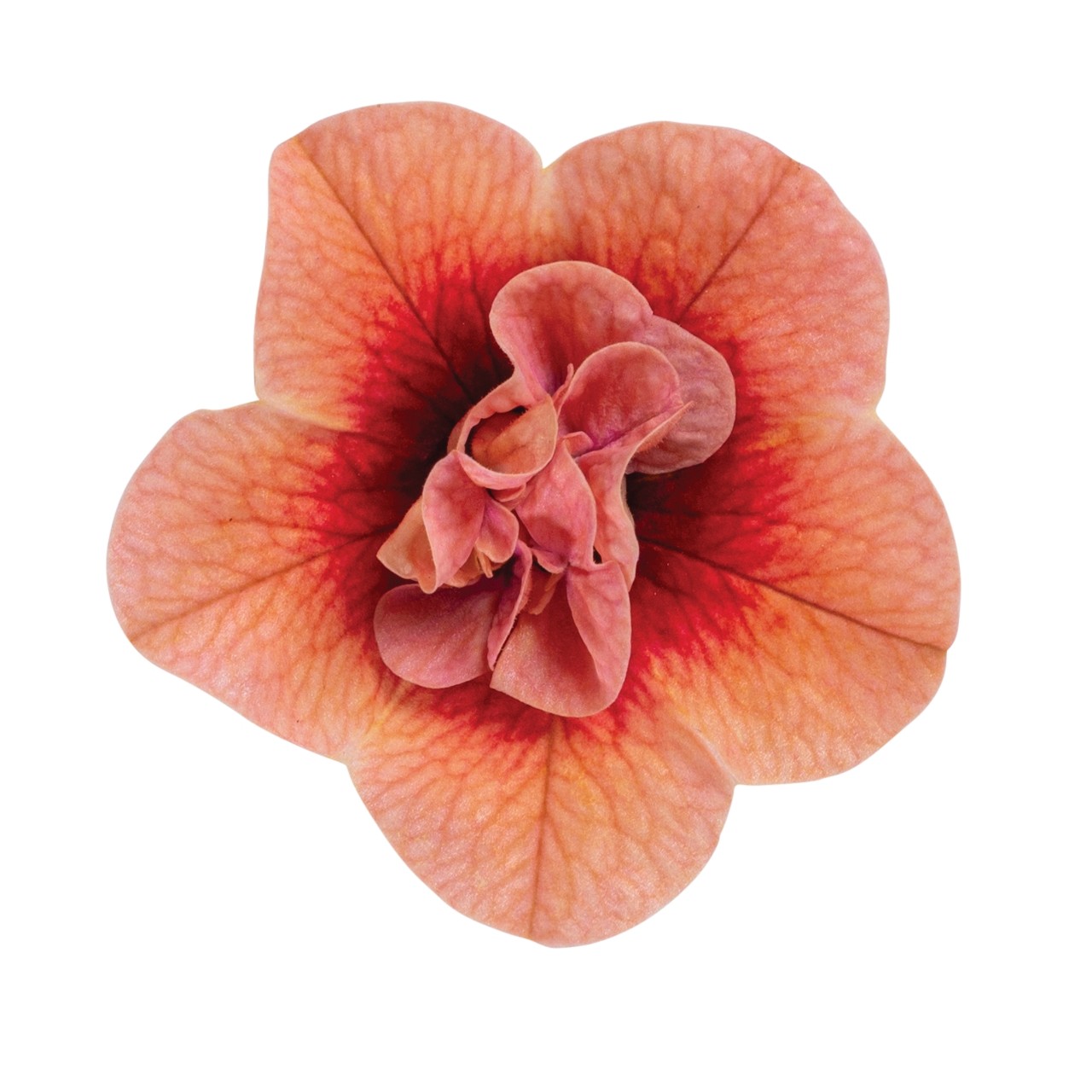 Калибрахоа Aloha Double Apricot