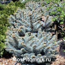 Ель колючая Glauca Globosa