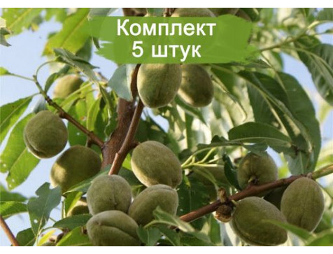 Миндаль Обыкновенный