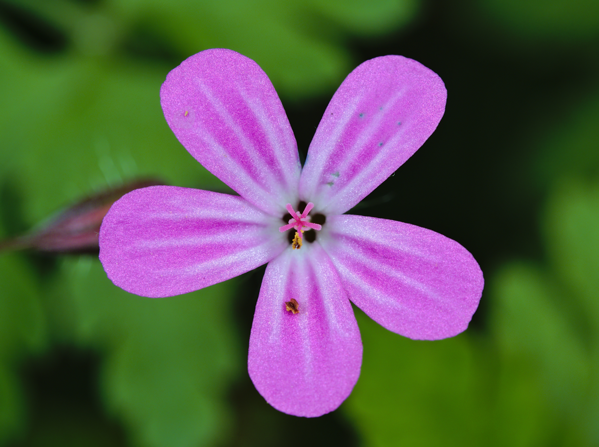 international backfill (iNaturalist): Geranium