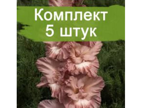 Гладиолус Шоколадница