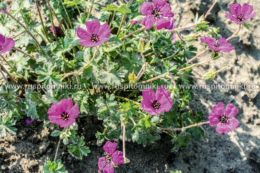 Герань серая ssp. subcaulescens