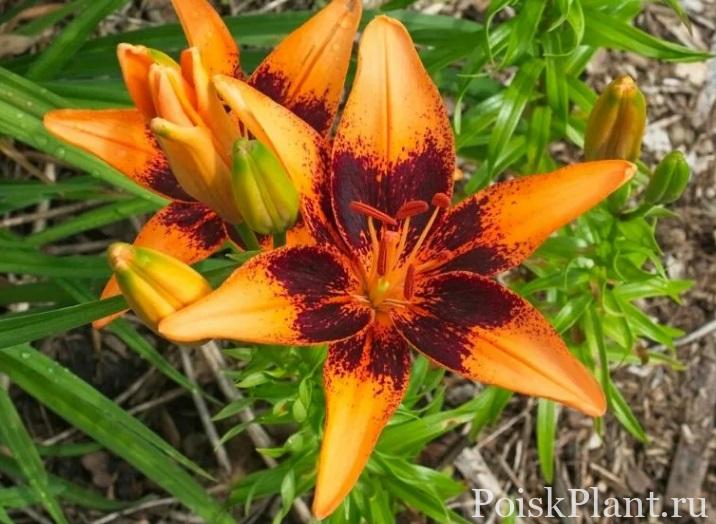 Лилия азиатская Orange Breeze