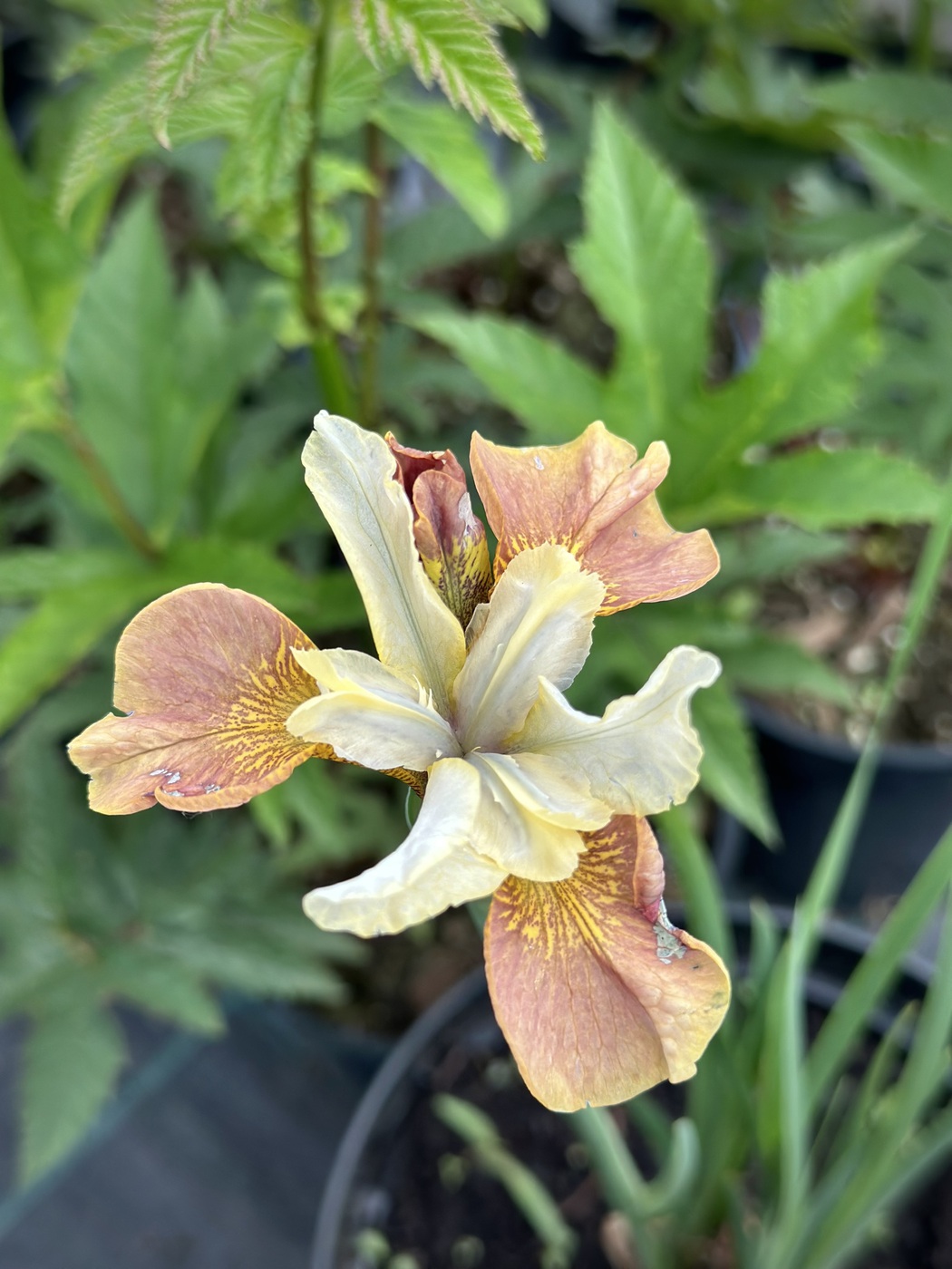 Ирис сибирский "Wynne Magnolia"