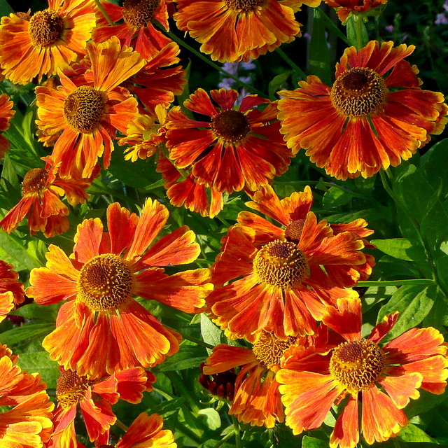 Гелениум (Helenium Waltraut)