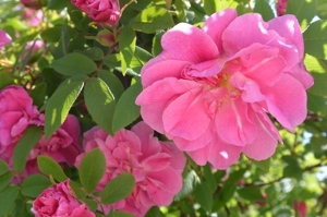 Роза морщинистая 'Therese Bugnet' Pink RB / Rosa rugosa 'Therese Bugnet' Pink