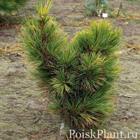 Сосна кедровая Aurea
