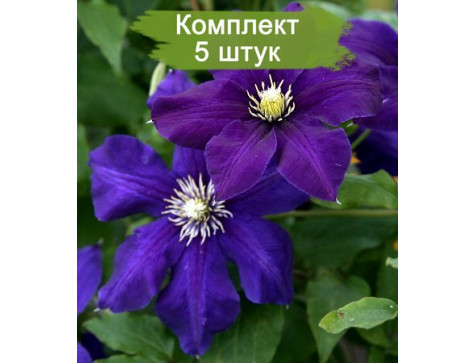 Клематис Гидинг Стар ( Guiding Star )