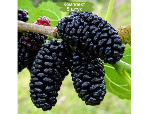 Шелковица Королевская