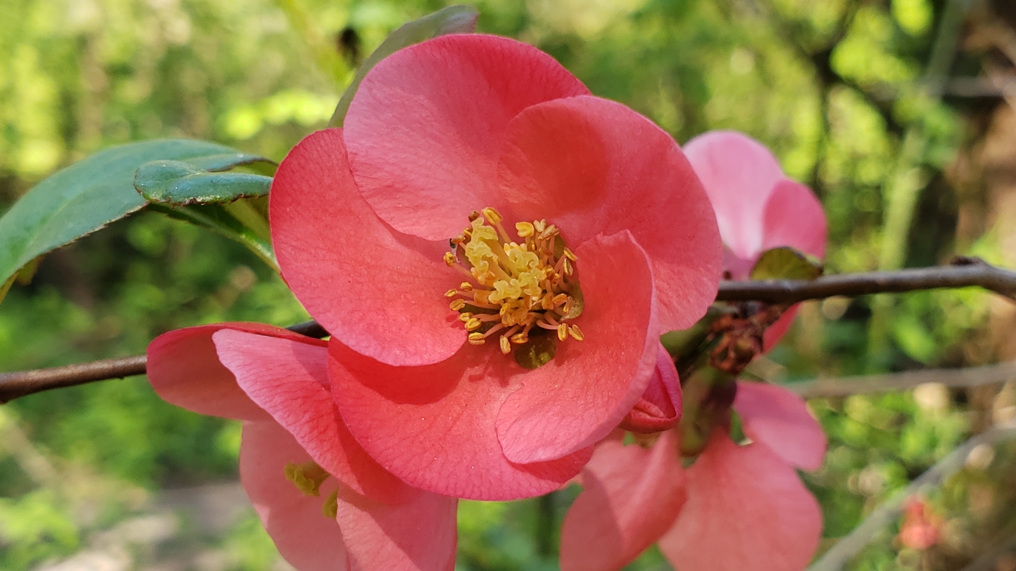 international backfill (iNaturalist): Chaenomeles