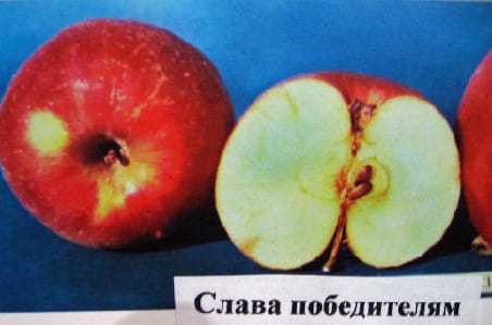 Яблоня Слава победителям