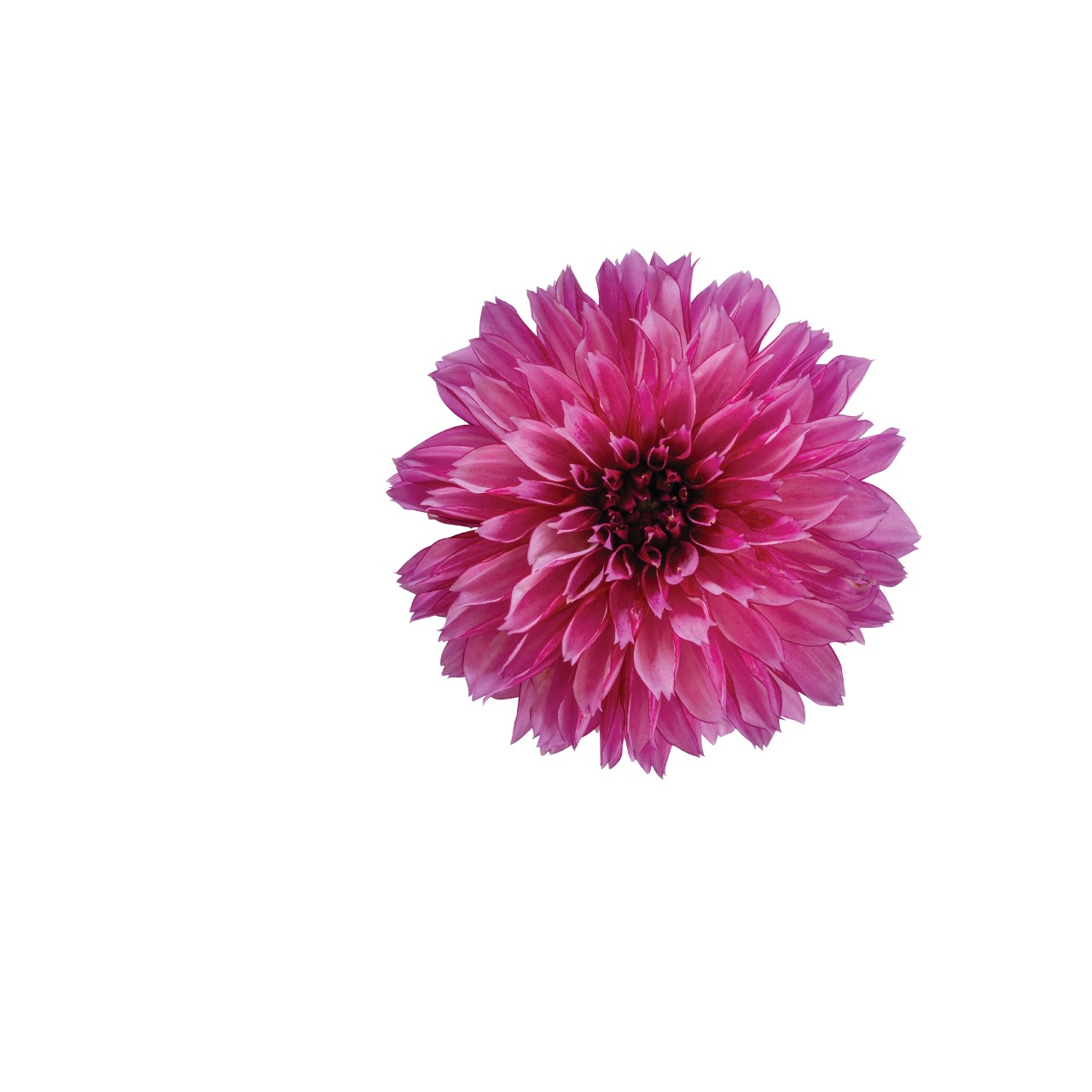 Георгина Hypnotica Purple Bicolor