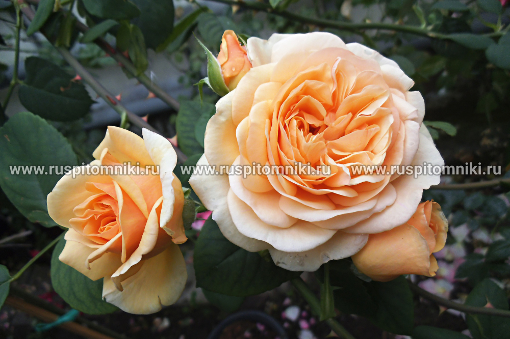 Английские розы Дэвида Остина Abraham Darby’ = ‘AUScot
