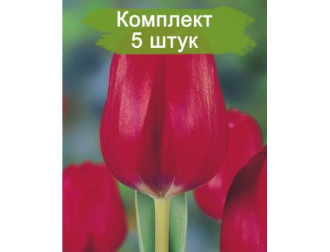 Тюльпан Ред Пауер