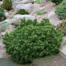 Сосна горная (Pinus mugo Gnom)