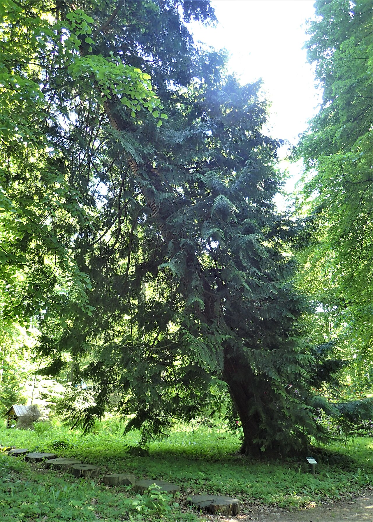 Туя складчатая Корник