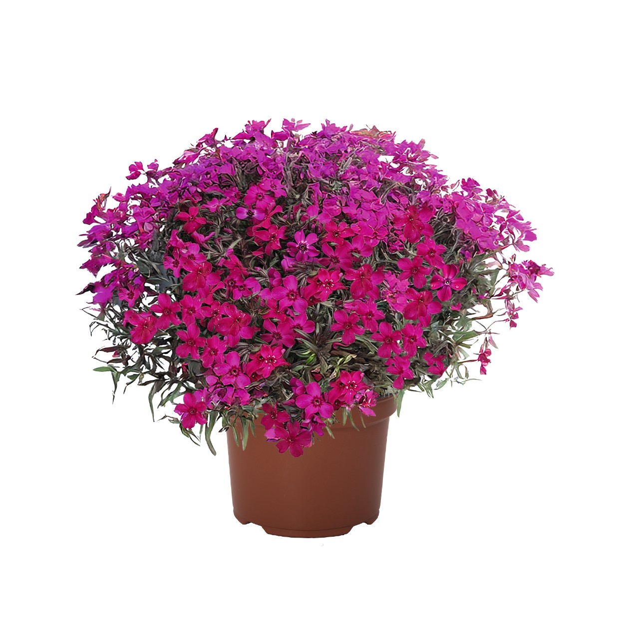 Флокс subulata Spring Mystic Magenta