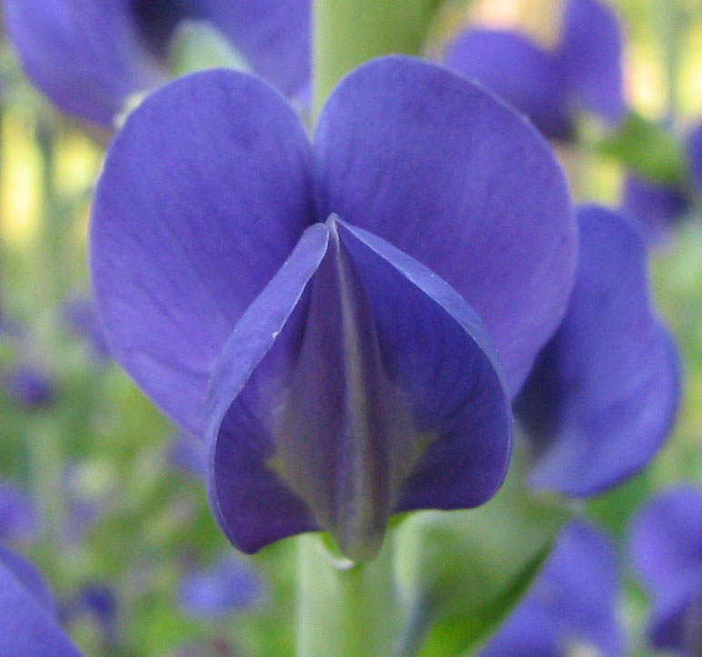 Баптизия двухцветная Violet Dusk