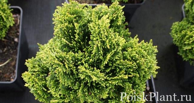 Кипарисовик тупой Rigid Dwarf