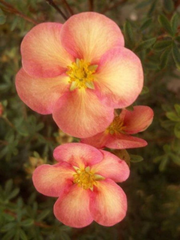 Лапчатка кустарниковая Glamour Girl