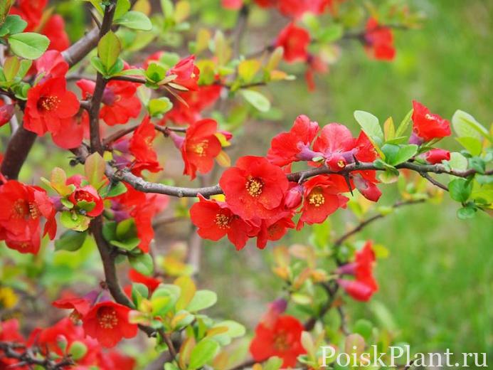 Айва гибридная Knap Hill Scarlet
