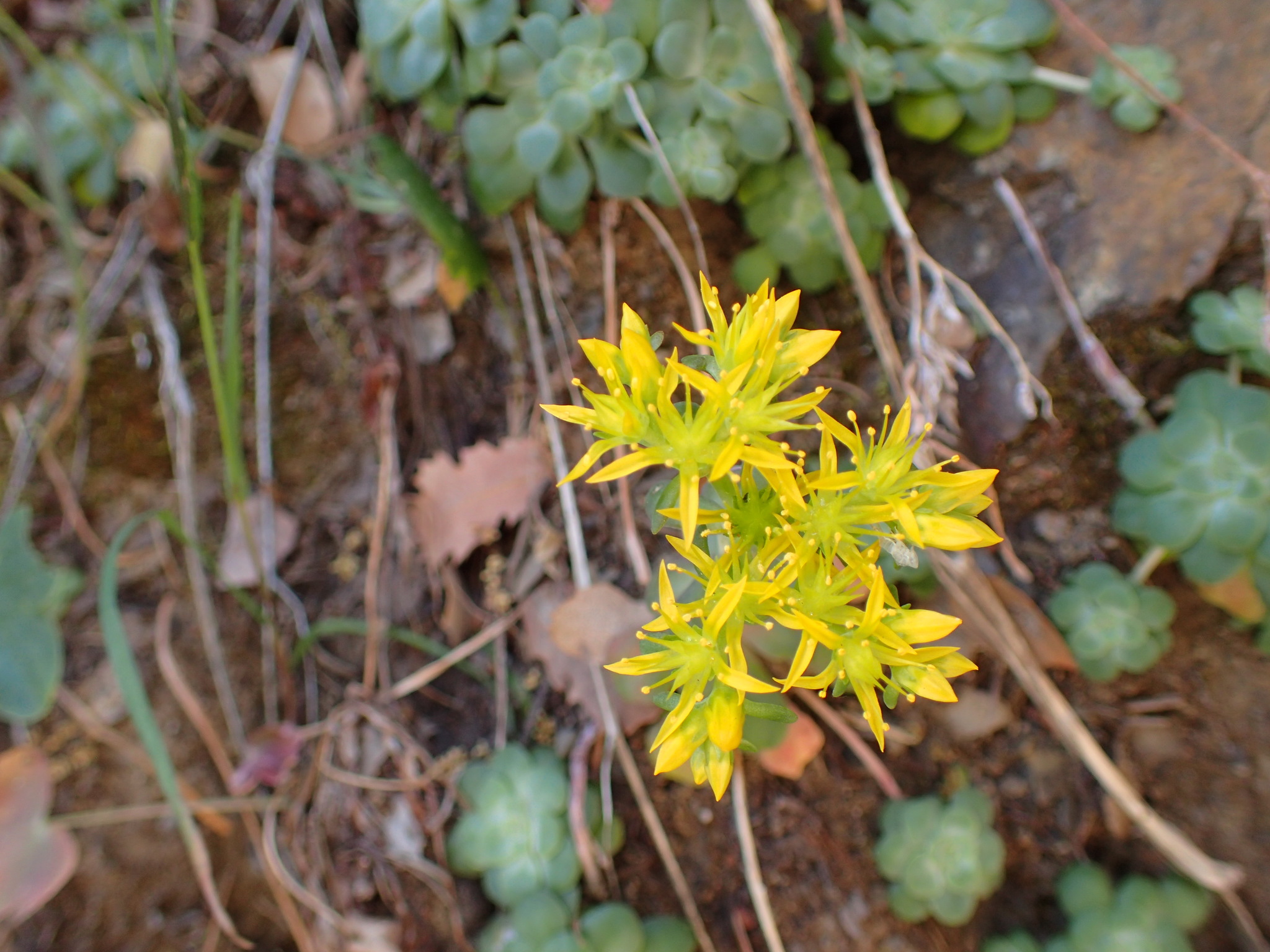 international backfill (iNaturalist): Sedum