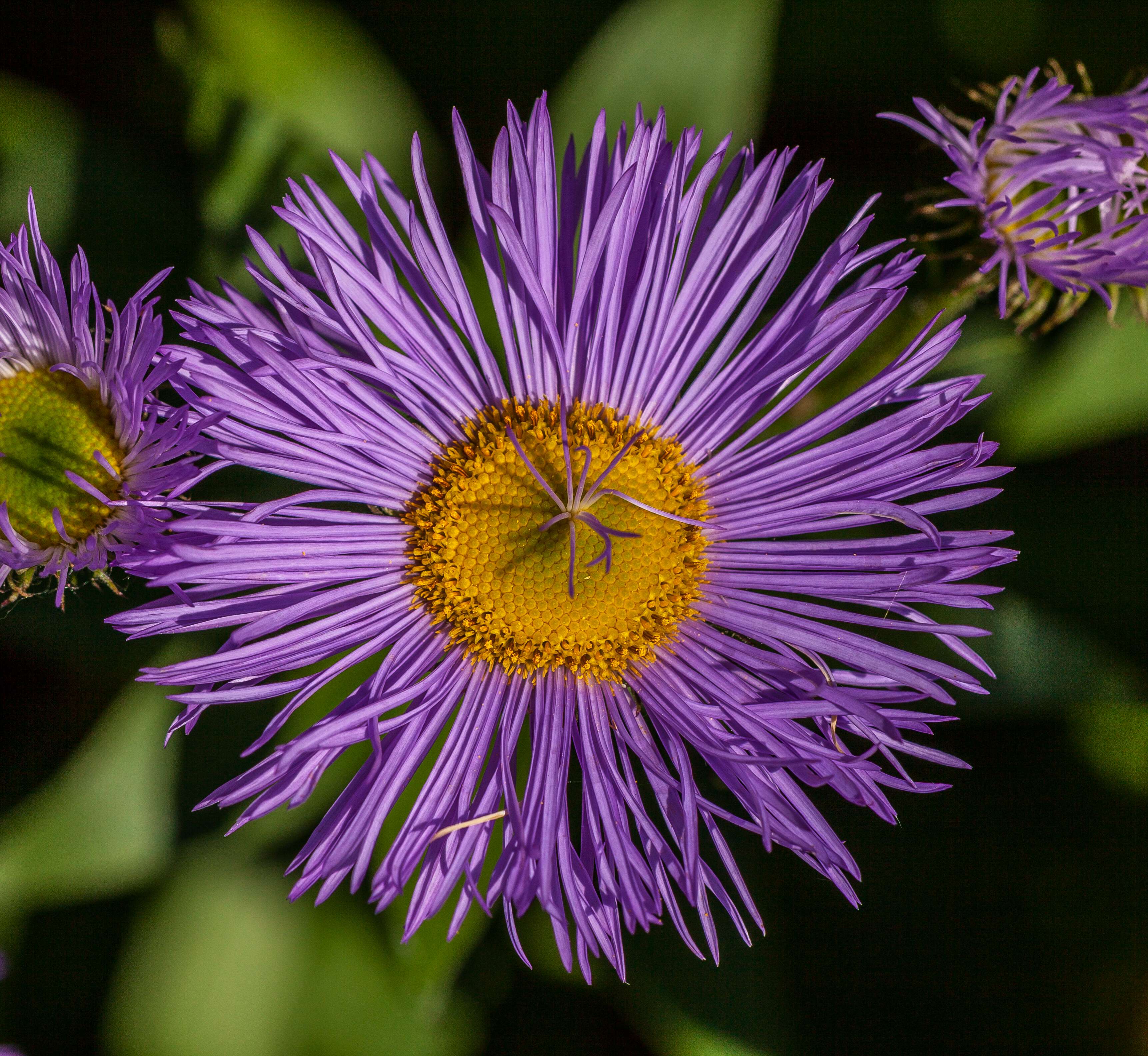 Астра ново-бельгийская (Aster novi-belgii Brigitte)