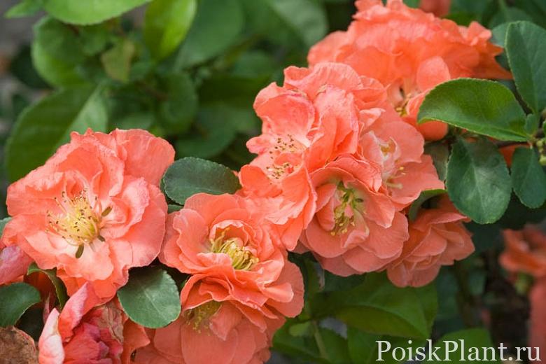 Айва прекрасная Quince Double Take Peach