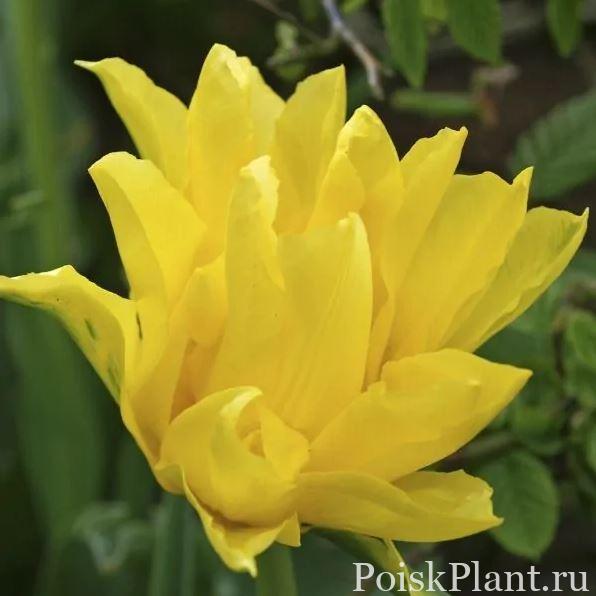Тюльпан лилиецветный Yellow Spider