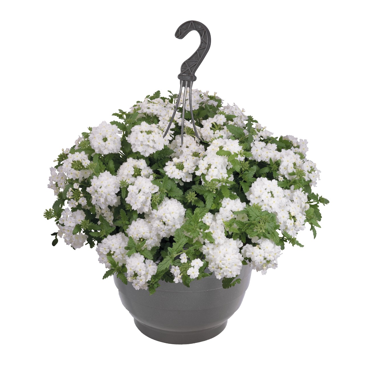 Вербена Empress Sun White
