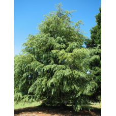 Кедр гималайский (Cedrus deodara Miles High)
