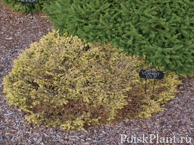 Ель обыкновенная Vermont Gold