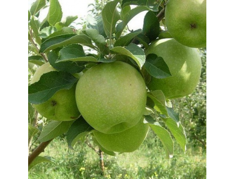 Яблоня сорт Гренни Смит