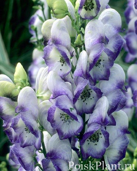 Аконит каммарум Bicolor