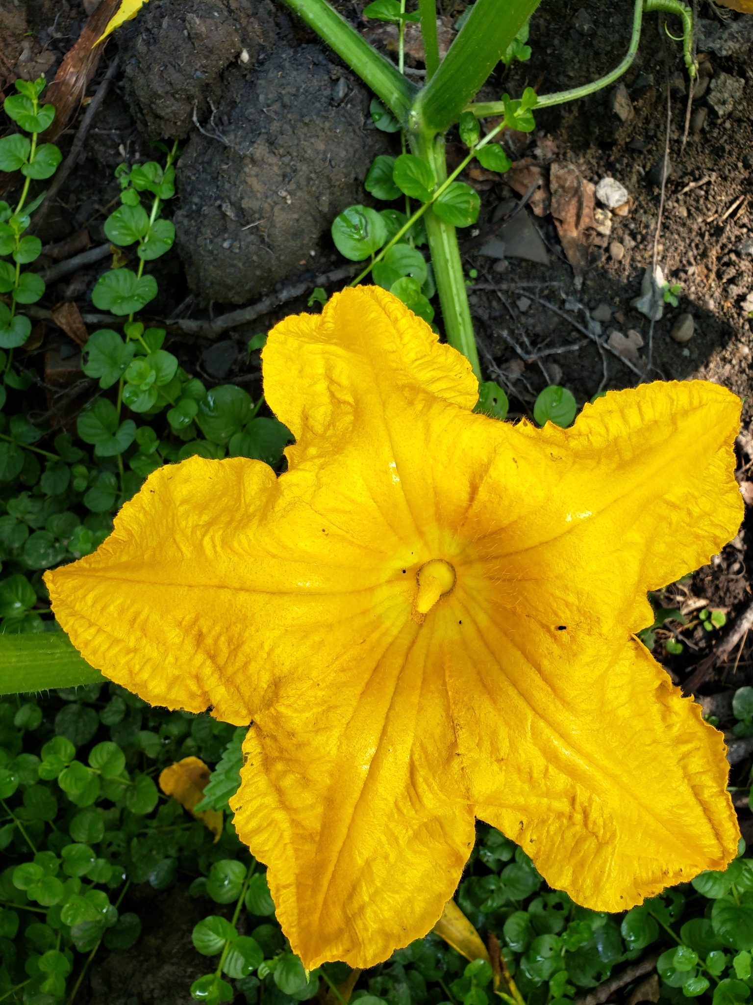 international backfill (iNaturalist): Cucumis