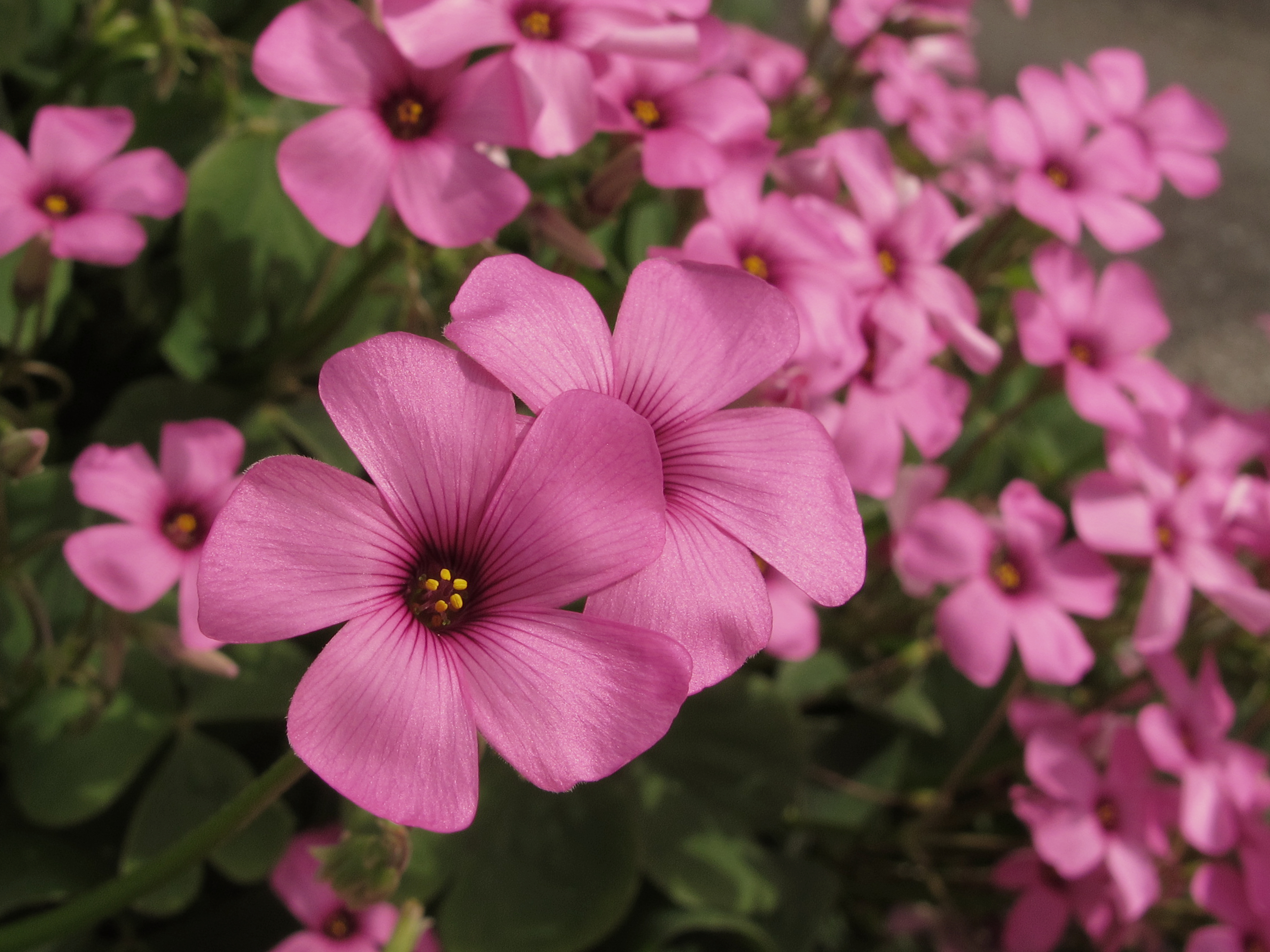 Кислица розовая Cottage Pink