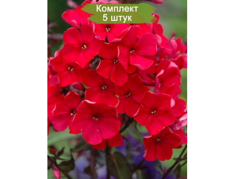 Флокс метельчатый Старфайер