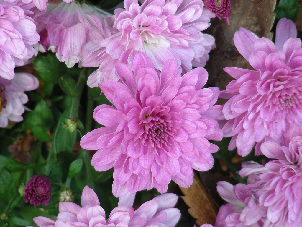 Хризантема корейская Bolero